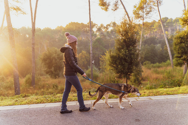Young woman walking and educating her dog in nature with the rays of the morning sun, warm glow and long shadows. Friendship and animal love concept. Autumn scenery. - Foto, immagini