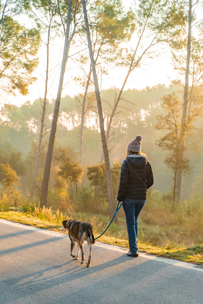 Young woman walking and educating her dog in nature with the rays of the morning sun, warm glow and long shadows. Friendship and animal love concept. Autumn scenery. - Fotoğraf, Görsel