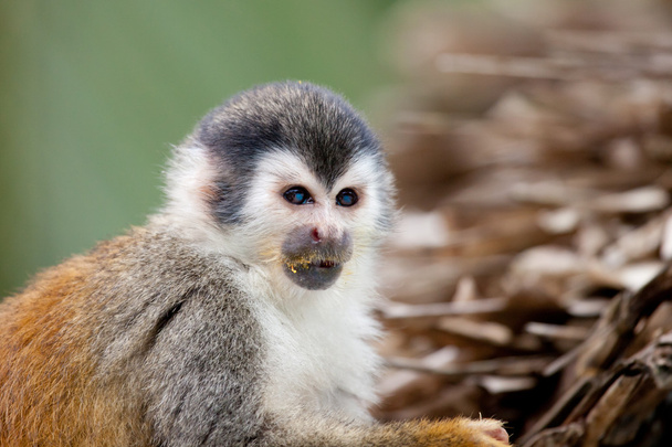 Eating squirrel monkey - Foto, afbeelding