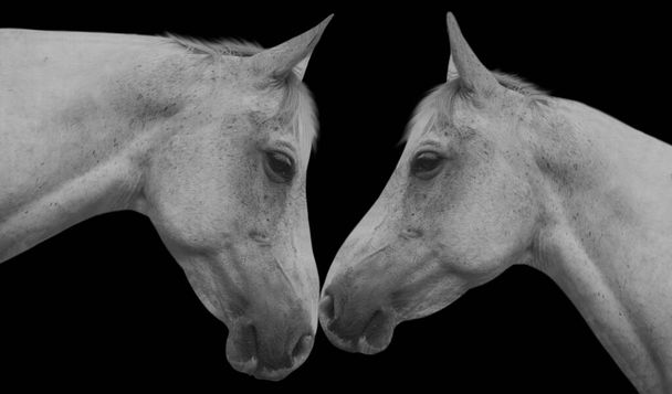 Two White Couple Horse In The Black Background - Photo, Image