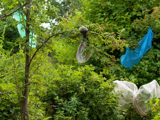 plastic bag scares away birds in the garden, in summer - Foto, imagen