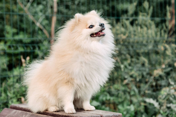Portrait of fluffy puppy of Small German Pomeranian on dog playground. White funny little German Spitz dog playing on walk in nature, outdoors. Pet love concept. Copy space for site - Photo, image