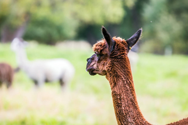Charming brown llama after a haircut pasting on green grass. Animal breeding farm for meat and wool. Portret. The concept of exotic, ecological and photo tourism - Fotoğraf, Görsel