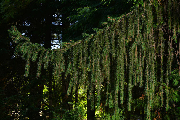 Branch of European spruce or Picea abies. Cultivar Virgata or Snake branch spruce. - Foto, Bild