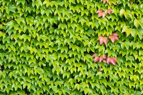 Veel groene bladeren van wilde wijn klimplant toont frisse lucht en een gezonde omgeving met muur klimmen rang plant op rustieke brickwall en kleurrijke druivenbladeren behang patroon groene gevel - Foto, afbeelding