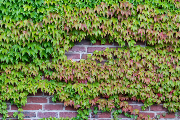 Многие зеленые листья дикого винограда альпинистского завода показывает свежий воздух и здоровую окружающую среду со стеной скалолазания ранга завод на деревенской кирпичной стене и красочные виноградные листья листвы рисунок зеленый фасад - Фото, изображение