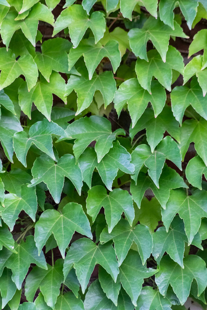 Viele grüne Blätter der wilden Weinkletterpflanze zeigen frische Luft und gesunde Umgebung mit Wandkletterstange an rustikaler Ziegelwand und buntem Reblaub Tapetenmuster grüne Fassade - Foto, Bild