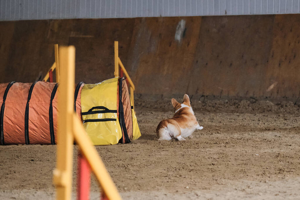 Çeviklik yarışmaları. Köpek Welsh Corgi Pembroke kırmızı rengi hızla tünel dışına çıkar ve patilerinin altından kum uçar. Hız ve çeviklik, evcil hayvanlı spor. - Fotoğraf, Görsel