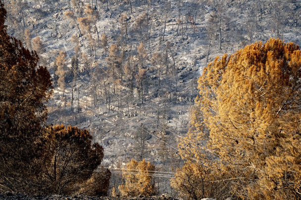 Un bosque de pinos en las montañas de Judea, cerca de Jerusalén, Israel, después de un incendio forestal estacional tuvo lugar en ella. - Foto, Imagen