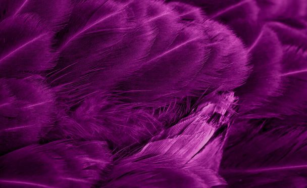 macro photo of violet hen feathers. background or textura - Photo, Image