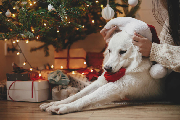 Adorable funny dog in santa hat playing under christmas tree with gifts and lights. Cute funny white dog playing with owner in festive scandinavian room. Pet and winter holidays. Happy Holidays! - Photo, Image