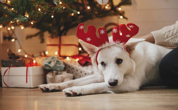 Adorable perro en cuernos de reno acostado bajo el árbol de Navidad con regalos y luces. Lindo perro blanco divertido relajarse con el propietario en la habitación escandinava festiva. Vacaciones de mascotas e invierno. Felices Fiestas! - Foto, imagen