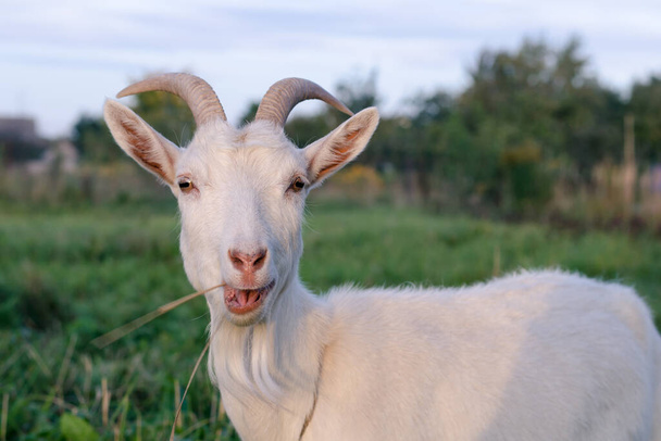 Beautiful horned white goat eating grass in the pasture - Photo, Image