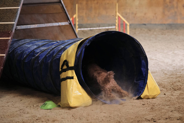 Agility competitions. Speed and agility, sports with pet. Red dwarf toy poodle quickly runs into pipe tunnel sports equipment for animals. Rear view of curly tail and paws. - Photo, Image