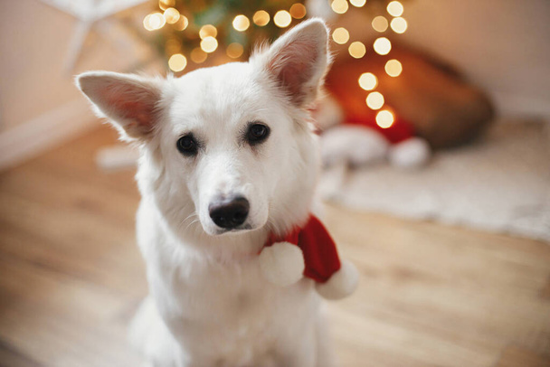 Merry Christmas! Adorable dog in red santa scarf sitting on background of christmas tree with gifts and lights. Portrait of cute white dog in festive scandinavian room. Happy Holidays! - Photo, Image