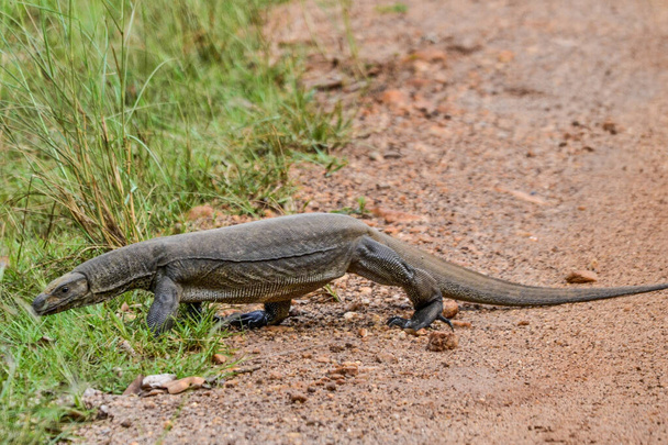 Monitorar lagarto em savana no Sri Lanka. - Foto, Imagem