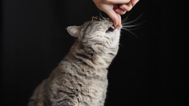 A macska szemüveges eszik, tenyészt skót egyenes - Felvétel, videó