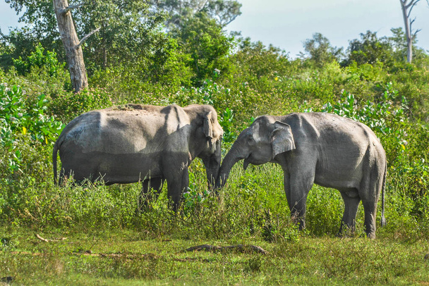 Elefántcsalád fiatalokkal az Uda Walawe Nemzeti Parkban, Srí-Lankán - Fotó, kép