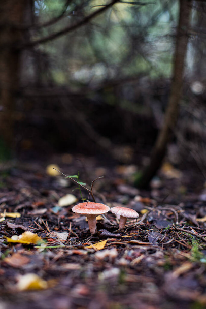 Lactarius torminosus, známý jako vlněná mléčná čepice nebo vousatá mléčná čepice, jedlá divoká houba z Ruska - Fotografie, Obrázek