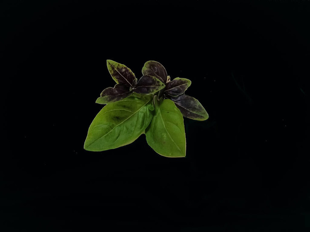 Em um fundo preto, uma folha de manjericão verde escuro e roxo. - Foto, Imagem