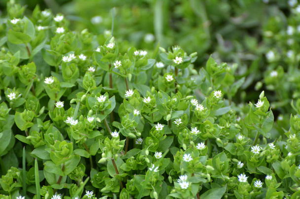 In the spring, Stellaria media grows in the wild - Photo, Image
