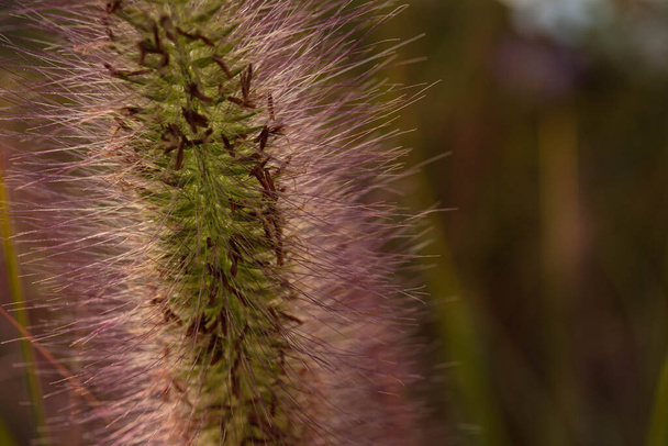 Setaria closeup with copy space, flower macro photography - Photo, Image