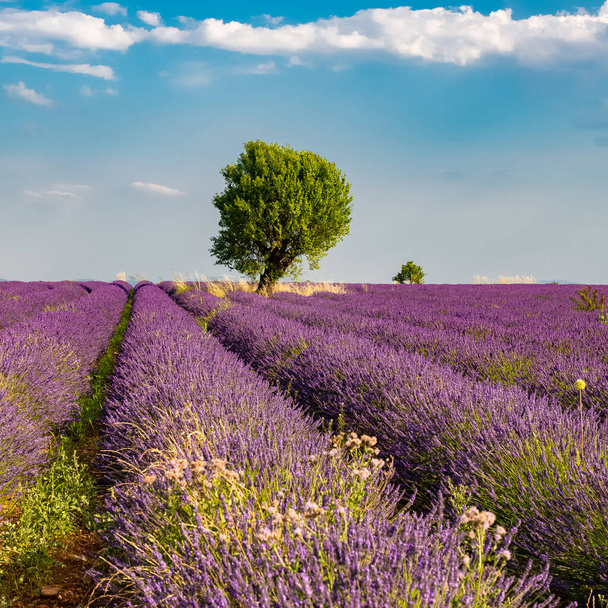 Champ de lavande en Provence, beau paysage au printemps - Photo, image