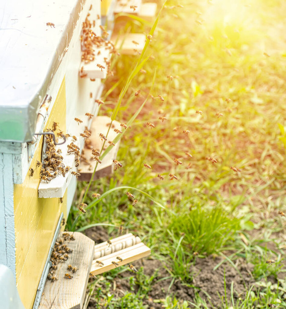 Achtergrond met bijenkorven. Bijenkorven met honingbijen op groen gras. bijen komen terug van de honingverzameling en vliegen de bijenkorfingang in. - Foto, afbeelding