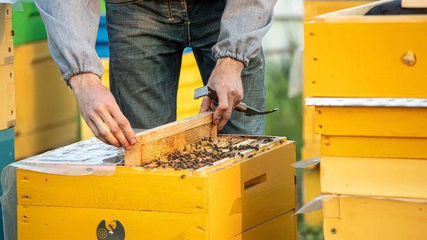 El apicultor está trabajando con abejas y colmenas en el colmenar. Abejas en panal. Marcos de la colmena de abejas. Apicultura. ¿Cariño? Comida saludable. Productos naturales - Foto, imagen