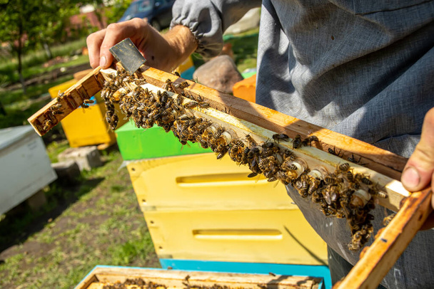 Пасека с пчелами, готовыми к размножению пчёл. Королевский желе в пластиковых клетках королевы - Фото, изображение