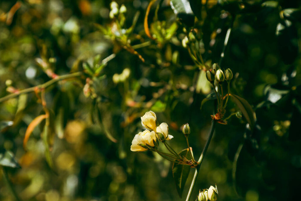 Żywy żółty banksia różany krzew w pełnym kwiecie - Zdjęcie, obraz