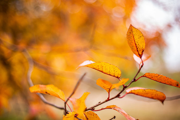 Ramo d'albero con foglie d'oro nel parco autunnale. Contesto. Foglie giallo autunno albero nel parco autunnale. Autunno sfondo con foglie. Bellissimo paesaggio autunnale - Foto, immagini