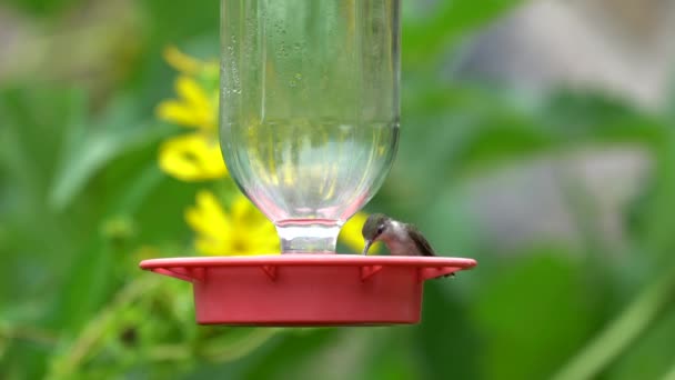 Колибри пьют из кормушки в саду. - Кадры, видео