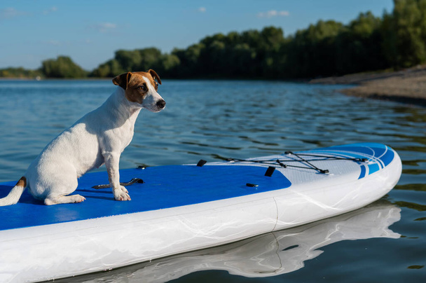 Jack russell terrier dog on a sup board. Summer sport - Fotoğraf, Görsel