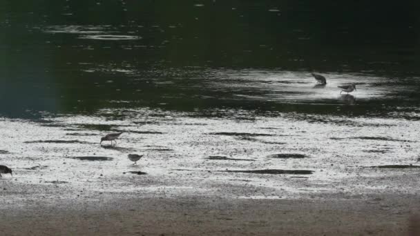 Menos sandpiper corriendo alrededor en la costa fangosa de un lago recogiendo los insectos y los insectos del agua. - Imágenes, Vídeo