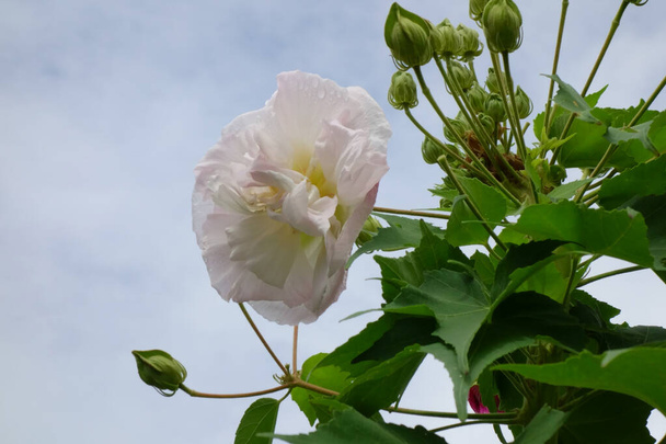 Конфедеративна троянда з великими рожевими пелюстками, витонченими і чудовими
 - Фото, зображення