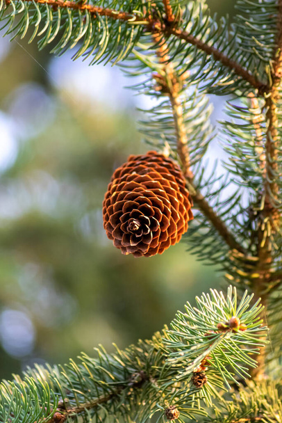 Cono de pino maduro en una rama está extendiendo sus semillas con el viento como delicioso aperitivo para ardillas y otros roedores en un bosque natural que crece a nuevos pinos con verde fresco como símbolo de Navidad - Foto, Imagen