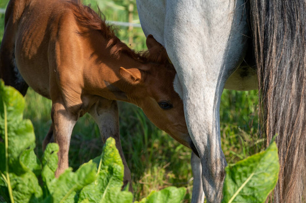 A closeup shot of a foal near its mother in the greenery - Zdjęcie, obraz