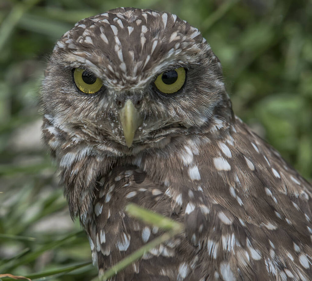 A closeup shot of an owl on a blurred background - Foto, afbeelding