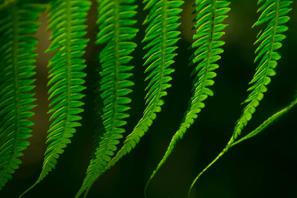 A closeup shot of green leaves of a Polypodiophyta on a blurred background - Фото, зображення