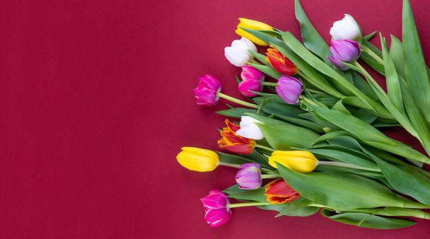 Floral Banner red background with place for text. Mix of spring tulips flowers. Tulips close-up different colors. Spring flower copy space. Gift. Pink, white and yellow. Bouquet - 写真・画像