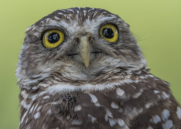 A closeup shot of an owl on a blurred background - Photo, Image