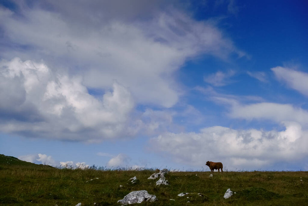 solo toro de pie en el prado con rocas y nubes en el cielo azul - Foto, imagen