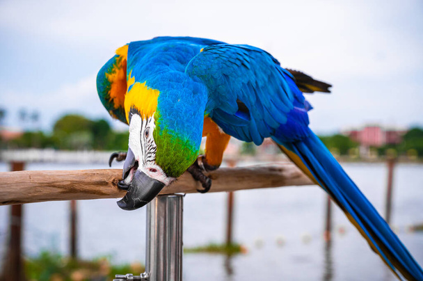 На дерев "яному сідалі стоять барвисті папуги синього і золотого кольору.. - Фото, зображення
