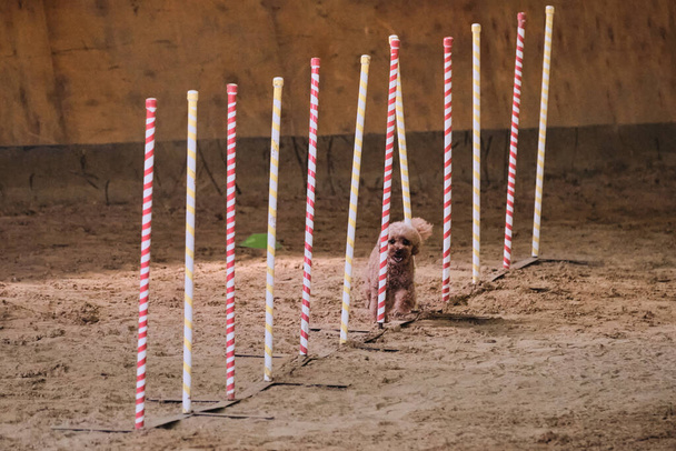 Agility versenyek, sport kutyával. Jövőbeli győztes és bajnok. Piros játék uszkár legyőzi szlalom több függőleges bottal kilóg a homokból. - Fotó, kép