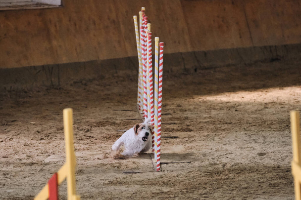 Agility-Wettbewerbe, Sport mit Hund. Künftiger Sieger und Champion. Weißhaariger Jack Russell Terrier überwindet Slalom mit mehreren senkrecht aus Sand ragenden Stöcken. - Foto, Bild