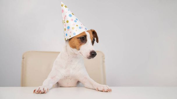 Dog in a birthday hat on a white background. Jack russell terrier is celebrating an anniversary - Foto, Imagem