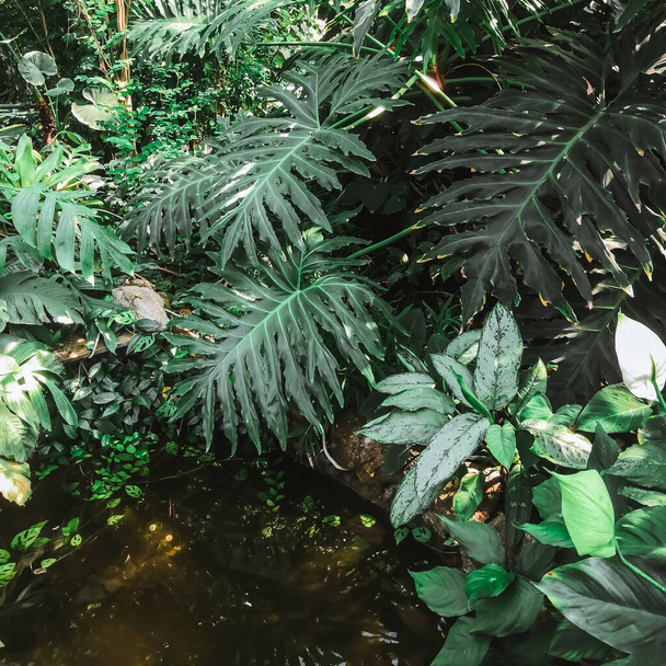 A variety of tropical plants on a warm summer day - Фото, зображення