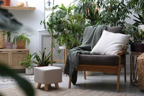 Comfortable armchair and beautiful houseplants in room. Lounge area interior - Foto, afbeelding