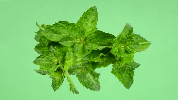 Hortelã. Folhas de hortelã frescas no espelho verde. Imagens de vídeo 4K UHD 3840X2160 - Filmagem, Vídeo